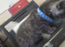 5 bootiful siberian/ragdoll kittens for sale!