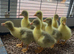 Embden goslings for sale