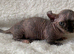 Beautiful Sphynx Dwelf Female Kittens