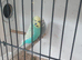 Budgies for sale