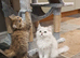 Beautiful Pedigree Chinchilla Persian Kitten.