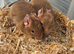Baby degu mixed colours