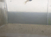 Baby Guppies
