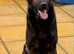 Exceptional Quality German Shepherd for Stud