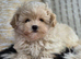 Amazing Tiny Korean Maltipoo Puppies