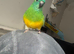 Singing red rumped parakeet