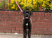 Female 8 months old