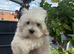 Maltese boys 17/03/2026 born