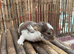 2 Pure French Lop Does Left