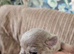 Pug litter