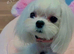 BEAUTIFUL ASIAN MALTIPOO GIRL READY TO GO!