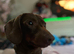 Bailey