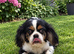 Cavalier King Charles