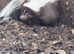 Unrelated pair of skunks proven breeding pair