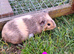 Male guinea pigs for sale