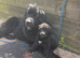 Ready Now – Newfoundland Bear Hybrids