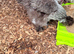 Silver Partridge Silkies