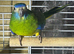 1 hen splendid parakeet