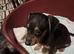 Jackhound terrier pups