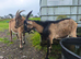 Pure English Billy goat