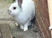 Bonded pair of male rabbits