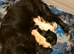 Exceptional Cocker Spaniel Puppies