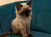 Four loving ragdoll kitten