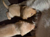 5x 5 weeks old puppies