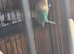 Male lovebird with cage