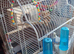 Budgies