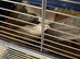 19 Japanese cotturnix quail and cages and supplies