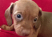 Miniature dachshund female