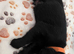 Beautiful labrador puppies