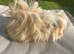 Handsome long haired guinea pig