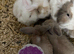 Rabbits for sale lion head
