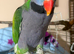 Male Derbyran parrot