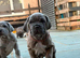 Hybrid mastiffs