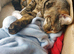 Beautiful Tortie Tabby Female Cat