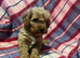 beautiful ruby red f1 cavapoo