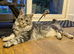 Champion Sired Maine Coon Kittens TICA Registered