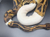 Female pied ball python