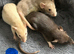 Baby dumbo rats for sale