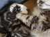 Bsh.Silver Tabby.
