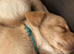 Superb KC Reg Labrador Puppies