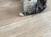 2 kittens