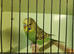 Baby Budgies £35 each