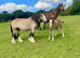 Smart Traditional Cob Gelding