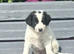 Amazing Border Collie X Lurcher Puppies