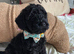 Cockapoo puppies ready now