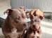 Female BULLY pup